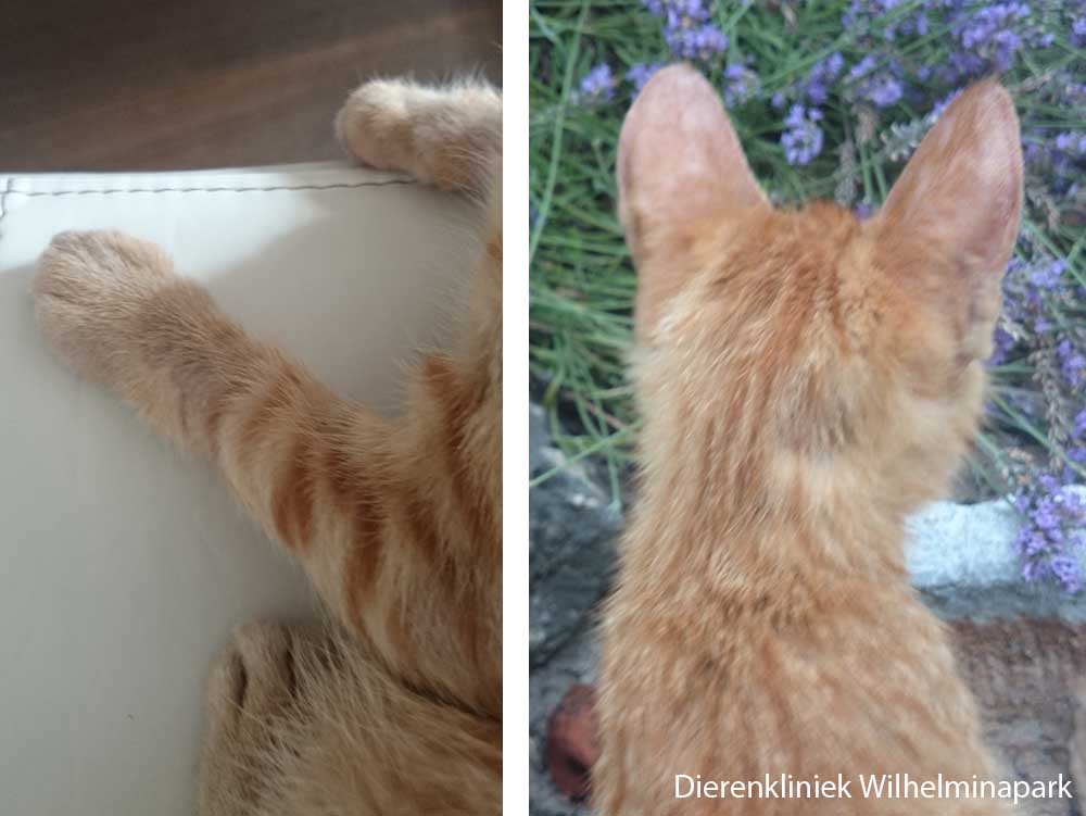 Een kitten van 3 maanden met kalige plekken 2,5 week later